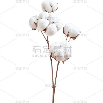 植物实景多枝白色棉花枝元素素材