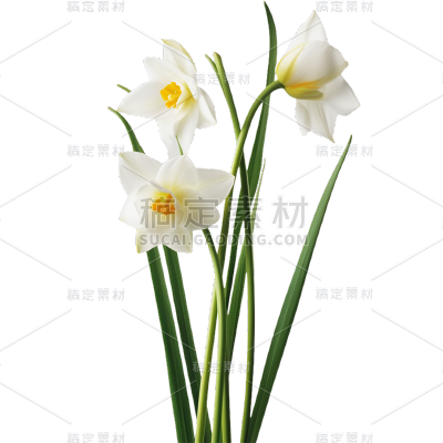 春天春季春日3D立体C4D实景水仙花花朵元素素材