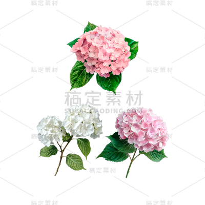 植物通用实景绣球鲜花花朵元素素材