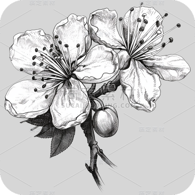 梅花花朵线稿