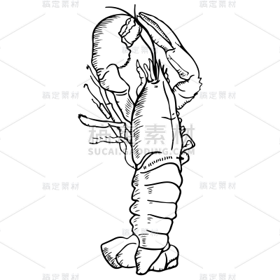 手绘-线条简笔画元素-大龙虾