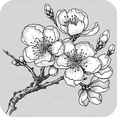 梅花花朵线稿