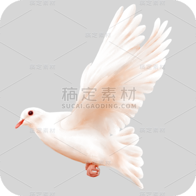 手绘-白鸽元素