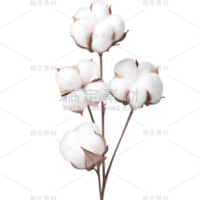 植物实景多枝白色棉花枝元素素材