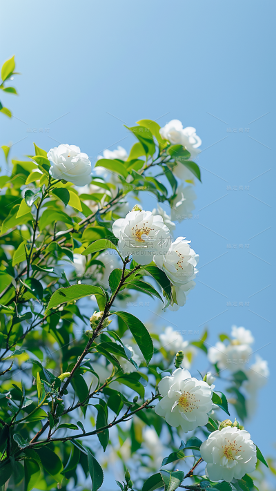 春天春季春日氛围感实景繁花背景场景图片素材