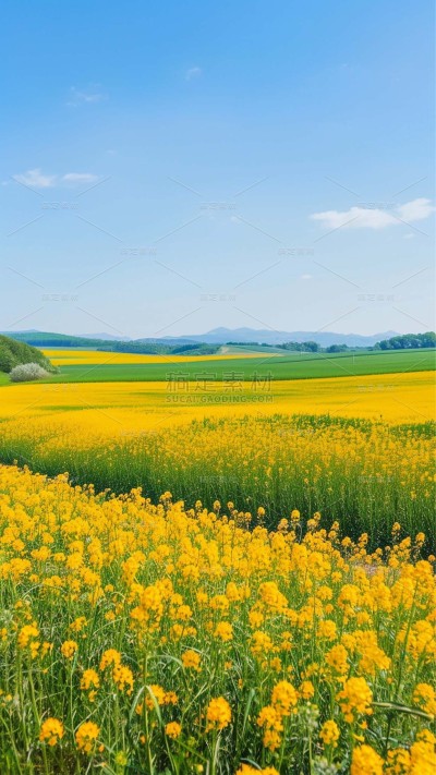 植物实景清新油菜花鲜花背景场景图片素材