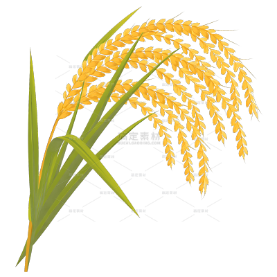 植物系列插画风成熟麦穗元素（td）