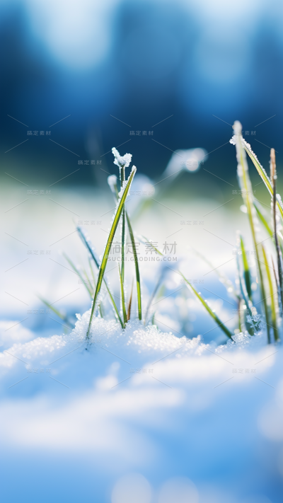 冬天冬季冬日雪景风景植物背景
