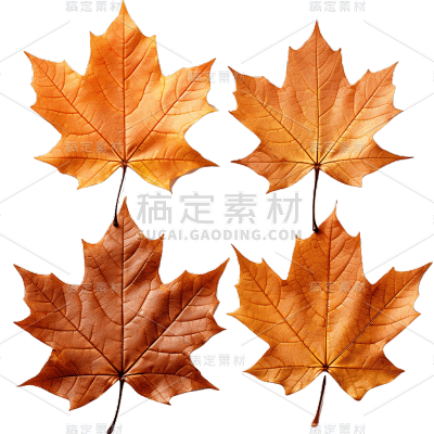植物叶子枫叶