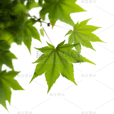 通用绿色树叶植物叶子元素贴纸