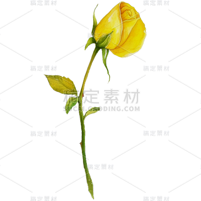 植物通用插画单枝玫瑰元素素材