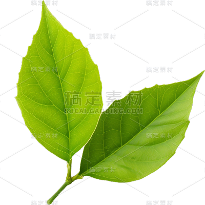 通用绿色树叶植物叶子元素贴纸