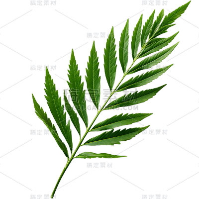 植物绿叶叶子