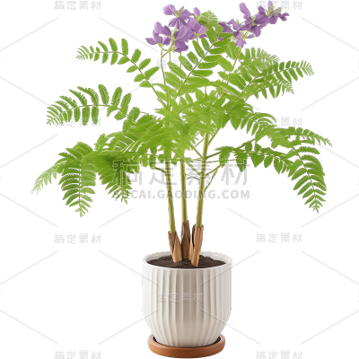 植物通用实景盆栽绿植元素素材