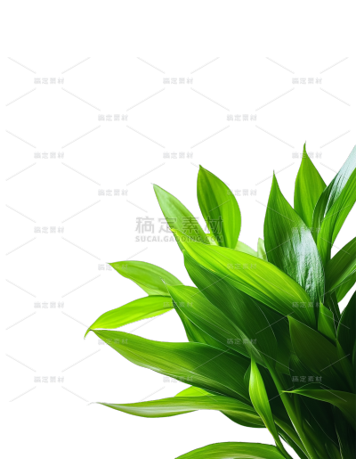 植物系列实景感绿叶叶芽
