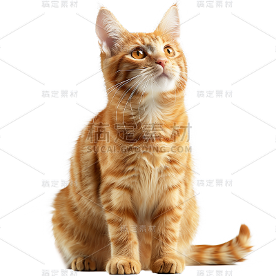 动物系列-通用-写实白黄小猫贴纸