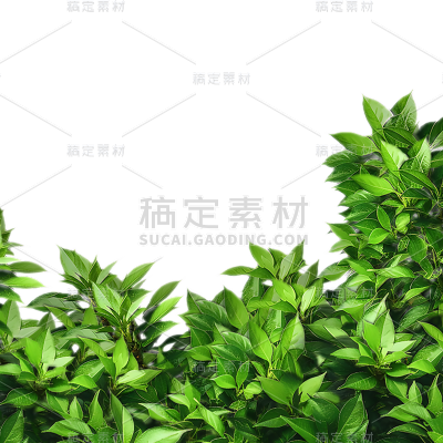 植树节实景绿植植物边框元素素材