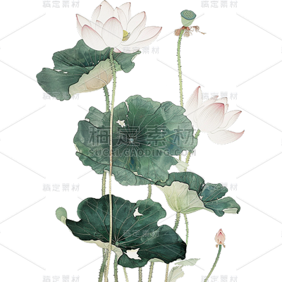 中国风通用金边工笔画荷花荷叶植物元素素材