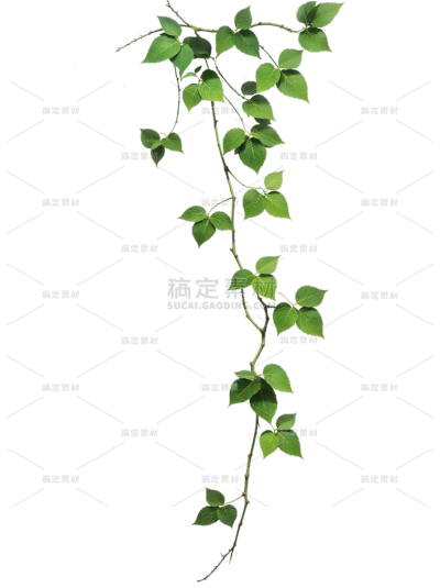 植物系列写实风细长带叶藤条