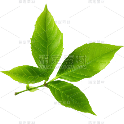 通用绿色树叶植物叶子元素贴纸