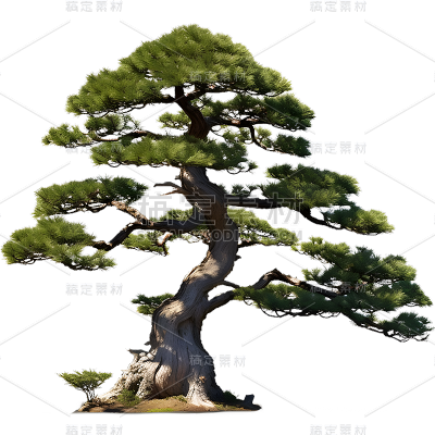 通用实景树木绿色植物松树元素贴纸