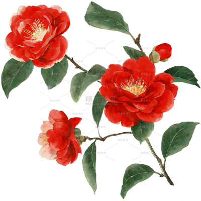 植物系列扁平插画风勾线山茶花