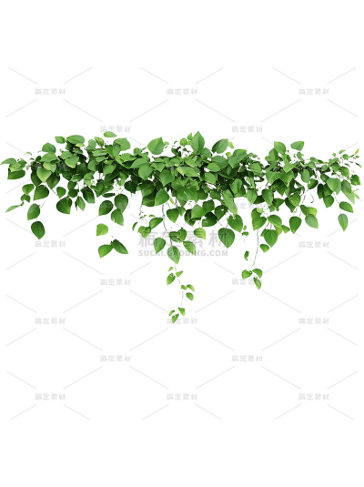 植物系列写实风下垂的藤条元素