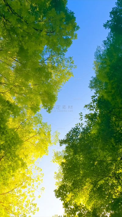 小暑大暑光影感植物自然场景背景