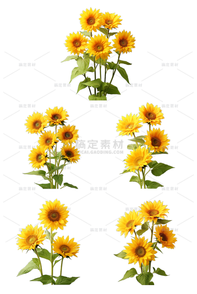 植物通用实景多枝黄色向日葵元素素材
