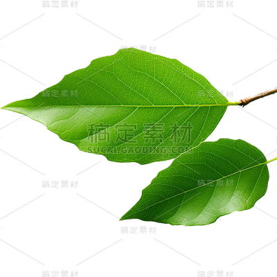 通用绿色树叶植物叶子元素贴纸