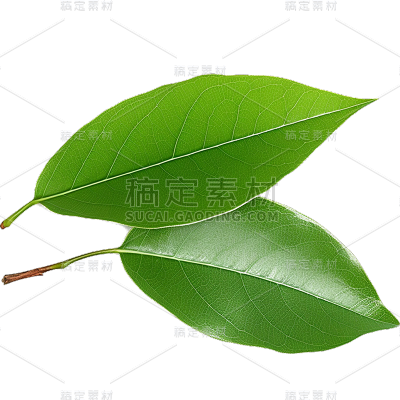 通用绿色植物叶子元素贴纸
