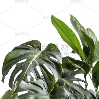通用绿色树叶植物盆栽叶子元素贴纸