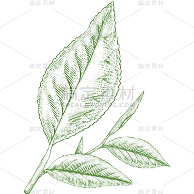 植物通用绿色手绘线条茶叶元素素材