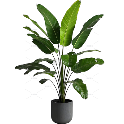 植物系列写实绿色植物盆栽元素