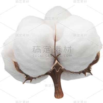 植物通用实景白色棉花元素素材