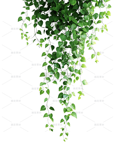 植物系列写实风下垂的藤条元素