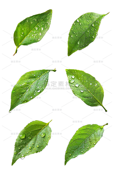 植物通用实景绿色树叶元素素材