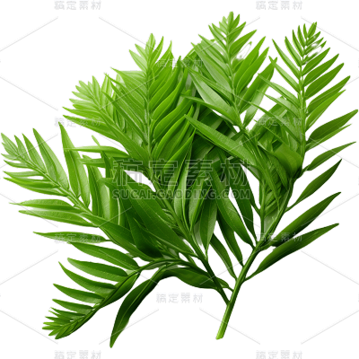 植物绿叶叶子