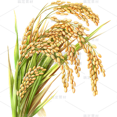 植物通用写实插画麦穗元素素材