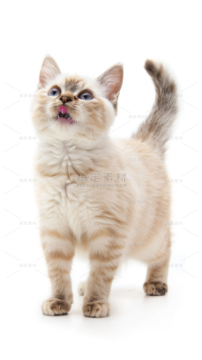 常规系列实景小猫通用背景素材