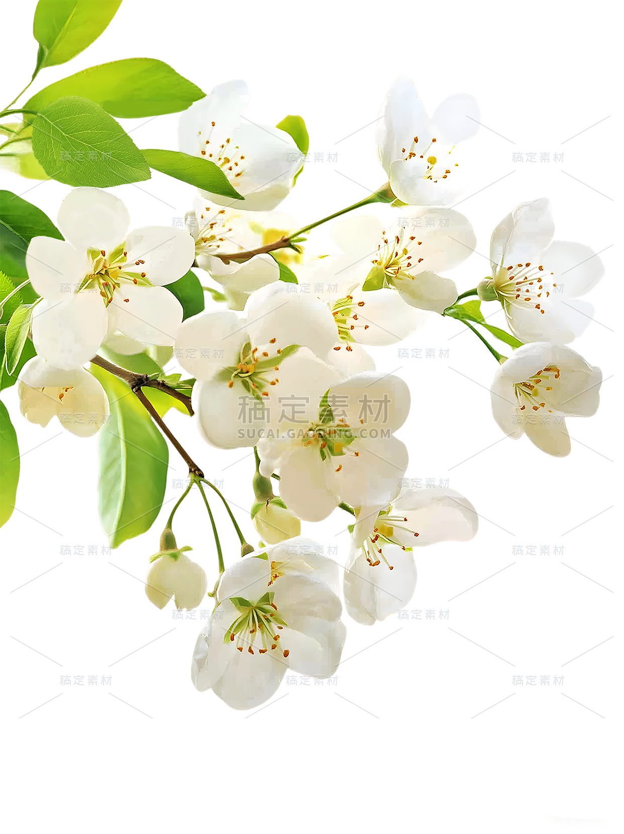 春天图片_高清春天素材下载_春天素材大全-稿定设计