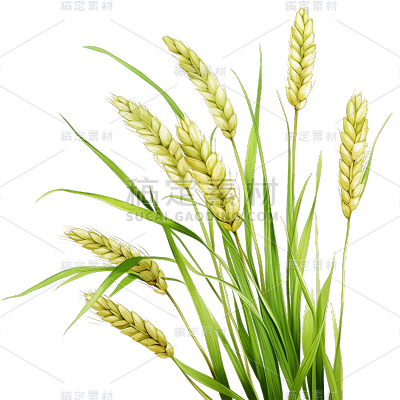 植物通用绿色插画麦穗元素素材