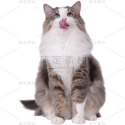 常规系列写实宠物猫通用元素素材