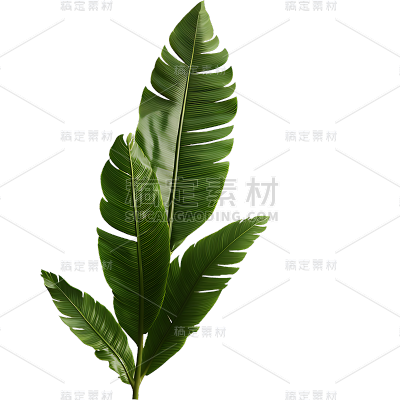 绿色植物叶子树叶装饰元素