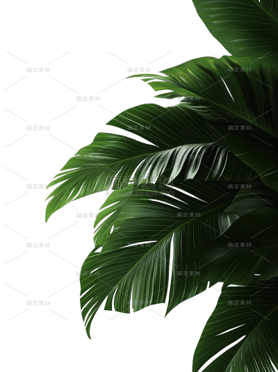 植物系列写实半边树叶