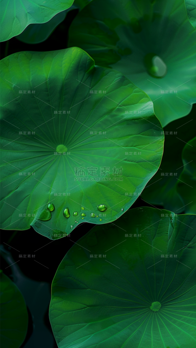 植物通用实景荷叶特写场景背景图片素材