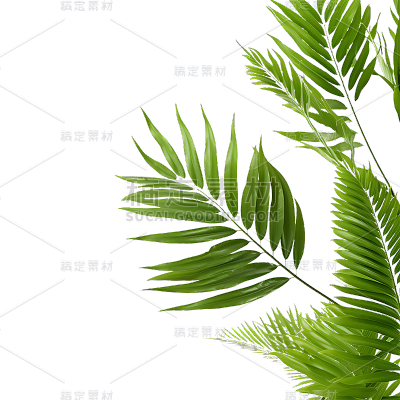 绿色植物叶子树叶装饰元素