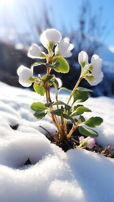 冬天冬季冬日雪景风景植物背景