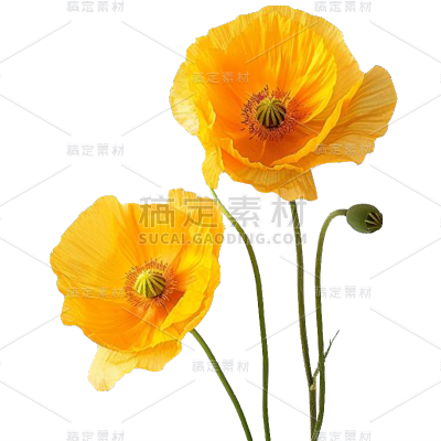 植物通用实景虞美人花朵元素素材