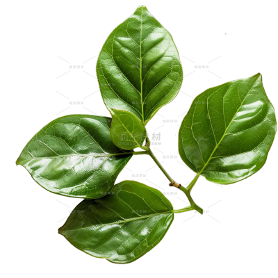 植物系列写实多片叶片元素